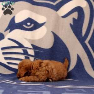 Ulrick, Mini Goldendoodle Puppy